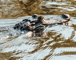 Alligator mississippiensis - American alligator