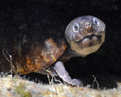 Sternotherus minor - Loggerhead musk turtle