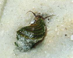 Elimia floridensis - Elimia snails