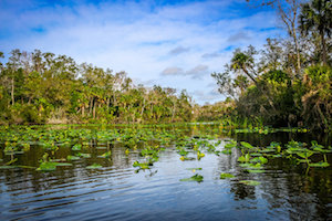The Springs of Florida