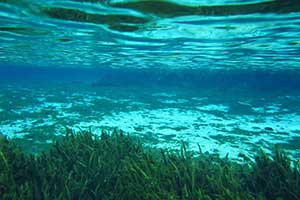 Kayaking and Snorkeling at Alexander Springs