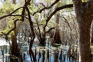 A Manatee Sighting at Fanning Springs State Park