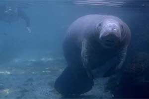Manatees Divide a Florida Community