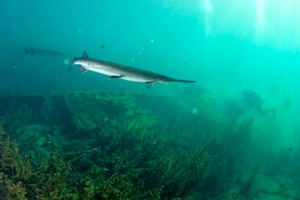 Brad Rogers: Rainbow, Silver get big fat F’s