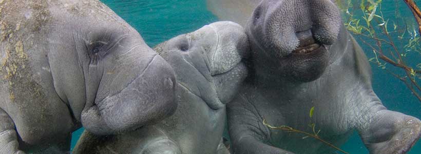ManateePics | Three Friends