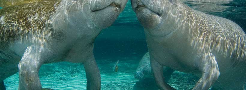 ManateePics | A Manatee Kiss