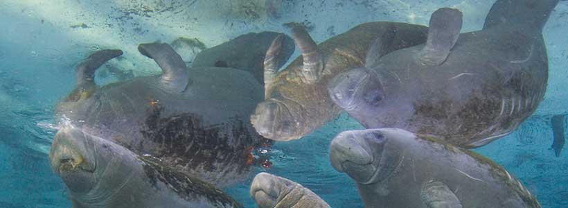 ManateePics | Reflections