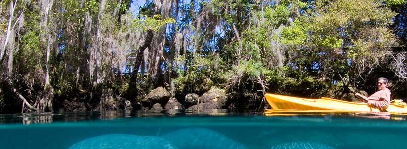 ManateePics | Relaxation