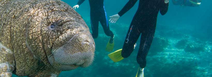 ManateePics | New Friends