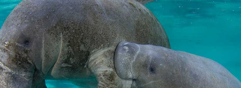 ManateePics | Family Time