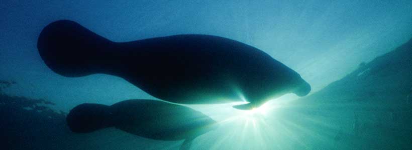 ManateePics | Sun Shining Through