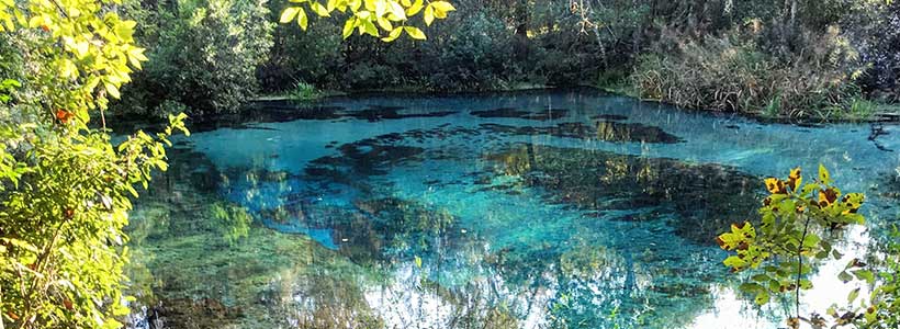 Curtis Whitwam Photography | Ichetucknee Springs