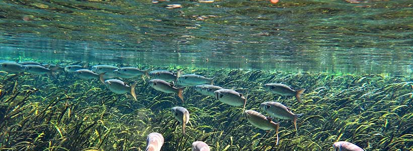 Mermaid of the Springs | School is in at Devil's Eye