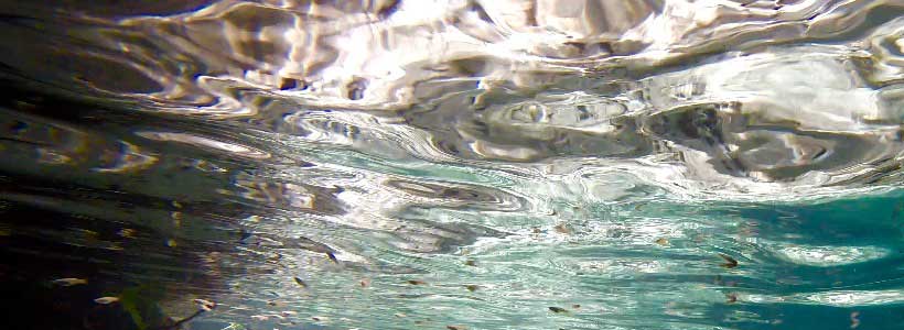 Kat Springs Photography | Fish at Rock Spring Run