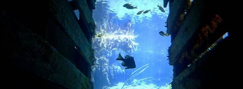 Joshua Birmingham | Underwater Travel