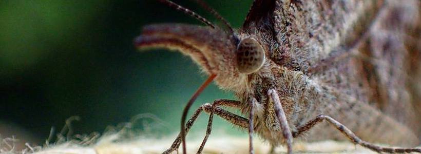 Joshua Birmingham | American Snout Butterfly