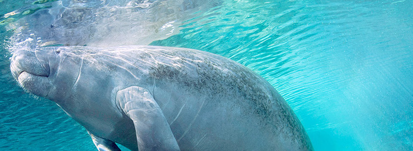 Florida Nature Photography | Manatees loud and clear