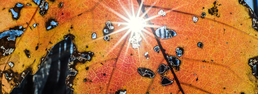 Florida Nature Photography | Sunrise and a side of leaf