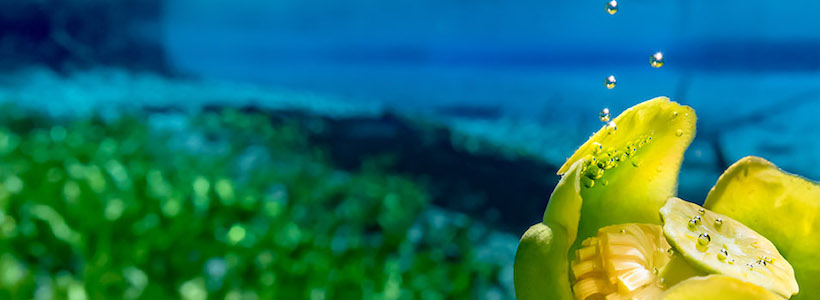 Florida Nature Photography | Letting Go