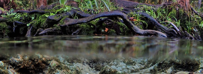 Linda Wilinski Photography | Over-under with nice color