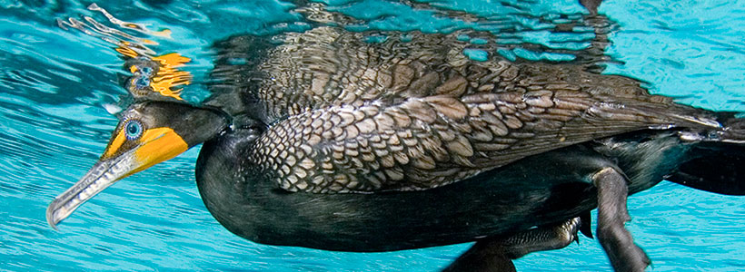 ManateePics | A Curious Cormorant