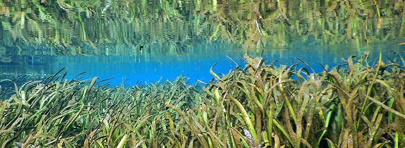 Joe Cruz Photography | Grass Reflection