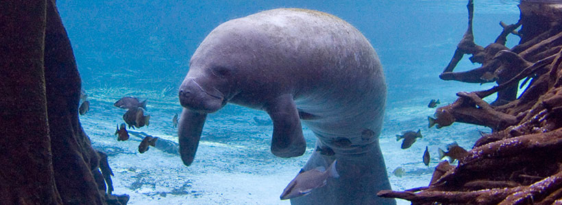 ManateePics | Manatee framed by reflected cypress tree roots