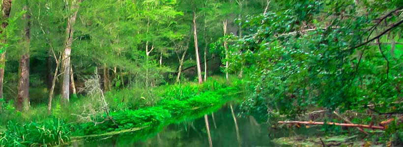 DMG Studios | The Canoe/Kayak launch Ichetucknee