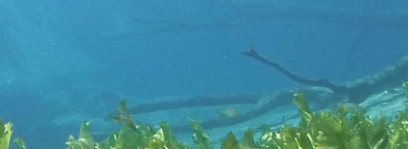 CM Productions, Inc | Cypress Springs