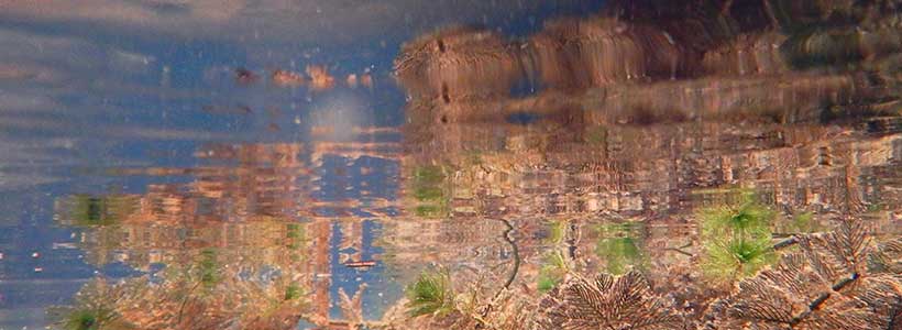 John Mac Images | Crab Spring Run - Folliage