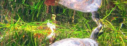 Blue Springs Park in Gilchrist County