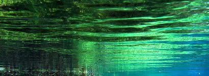 A turtle greening in Blue Springs Park