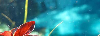 Water Flowers at Blue Springs Park