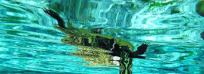 Lone turtle in Crystal clear water