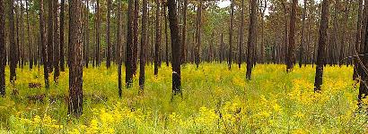 Golfer or Tourtise Home