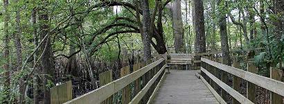 Boardwalk at Fanning Spring
