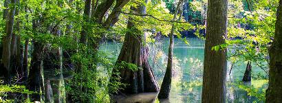 Morrison Springs through the multi-color trees