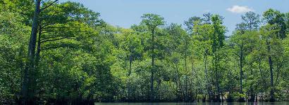 Morison Springs scenic view