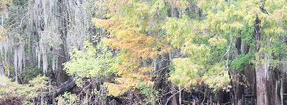 Morison Springs scenic view