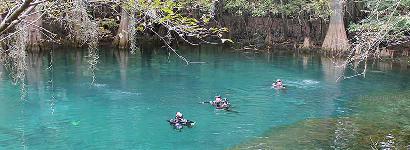 Divers at Manatee Springs