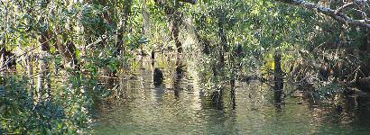 Manatee Springs Water Flowing to Suwannee River