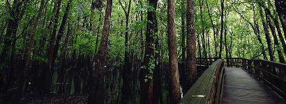 Walk Through the Woods