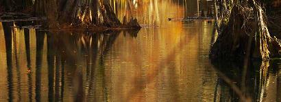 The grand cypress trees along the spring run