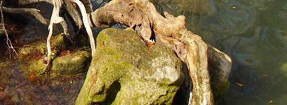 Cypress Tree at Spring