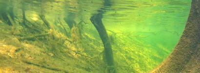 Underwater Roots at Troy