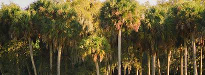 Warm Mineral Springs early