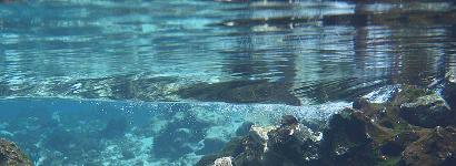 Clear, Blue, Underwater at Madison Blue Spring
