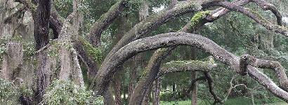 Live Oak at Salt Springs