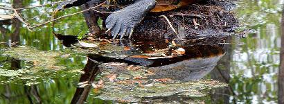 Turtle At Otter Springs