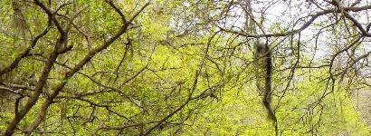 Kayaking at Otter Springs